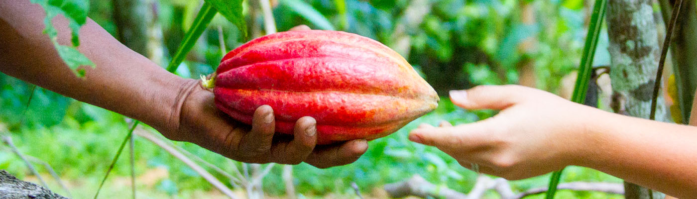 Cacao Pod at Origin